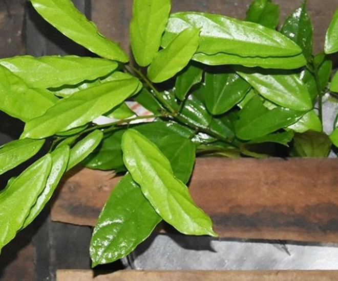 Lá Rnhao mọc hoang dại, từ xưa đã là rau rừng nổi tiếng được người dân tộc ở Lâm Đồng sử dụng