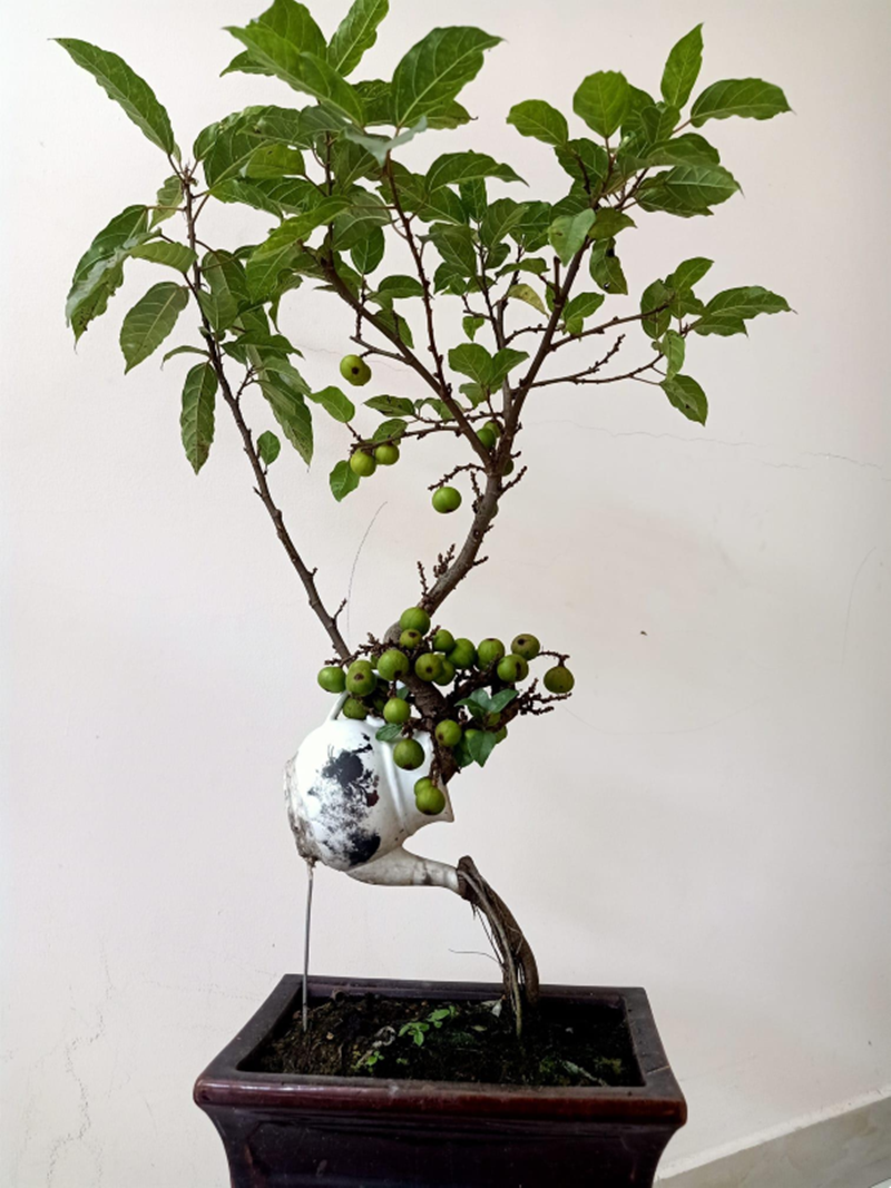 Sung bonsai cũng có cây mini, được nhiều người yêu thích về trưng trong phòng