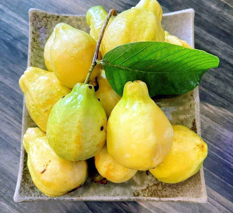 Ổi mỡ mỗi năm chỉ có một mùa, được người thành phố ưa chuộng