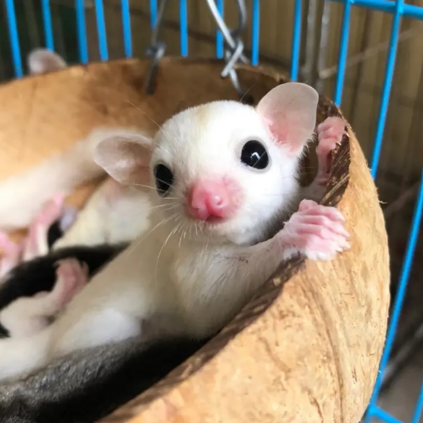 Đôi mắt đen láy càng làm chúng thêm dễ thương.