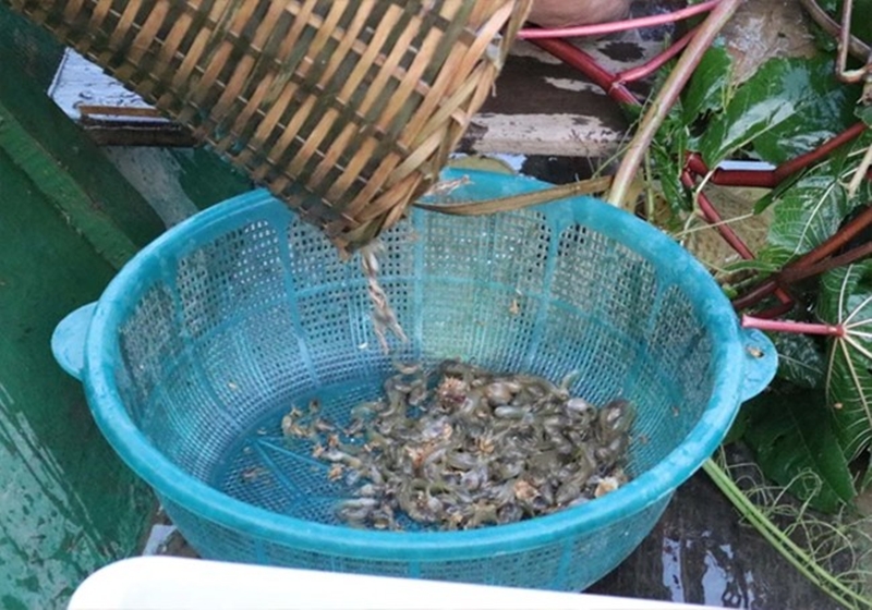 Nòng nọc được bắt ở các cánh đồng, bờ mương