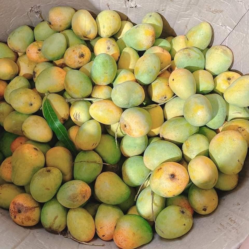 Thời điểm tháng 4, 5 ở Yên Châu, xoài tròn bắt đầu cho thu hoạch, đến cuối tháng 6 thì hết mùa.