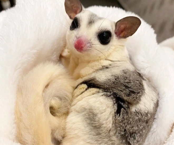 Đây là giống sóc bay đẹp và cực hiếm.