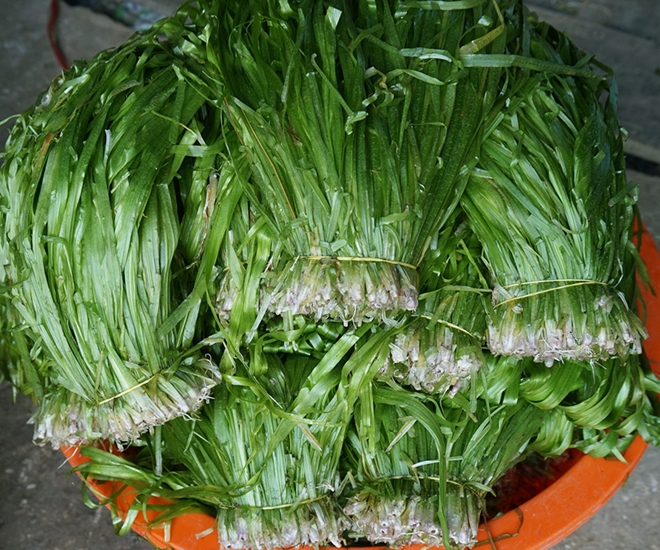 Đặc sản hẹ nước xuất hiện trong bữa ăn hàng ngày của người miền Tây