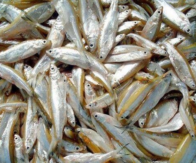 Cá mương có kích thước bé, xưa chỉ dành cho người nghèo ăn qua bữa