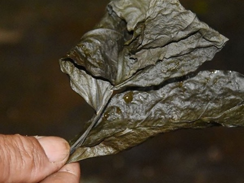 Ngoài lá tươi, bà con ở đây còn dùng lá Rnhao khô