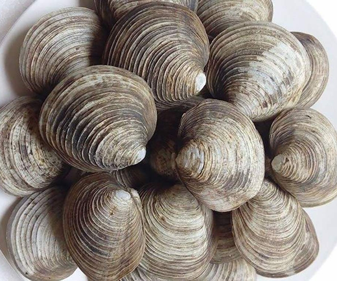 Con ngán biển có họ với ngao, vỏ cứng xù xì