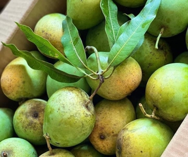 Xoài tròn Yên Châu quả nhỏ, tròn, vỏ xanh thường nhám chứ không bóng loáng, có các vệt đốm nâu đen. 