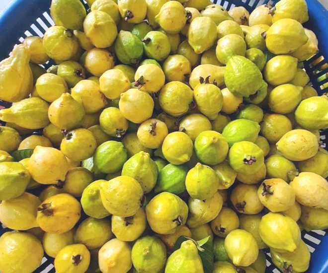 Ổi mỡ bé nhưng vỏ óng mượt, thơm lừng