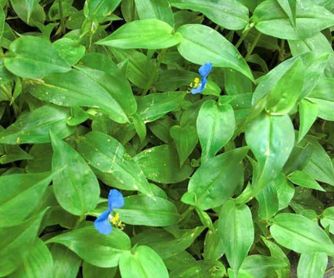 Rau trai mọc xanh tốt ngoài tự nhiên, cứ đến mùa mưa là lên tua tủa