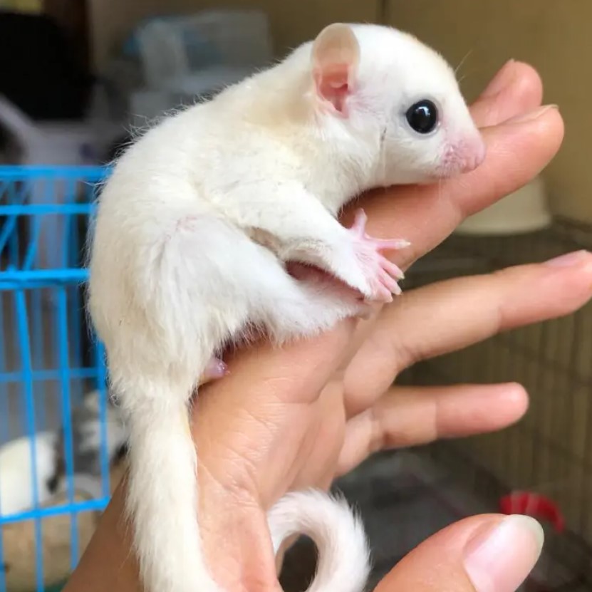 Một chú thú cưng trắng muốt toàn thân.