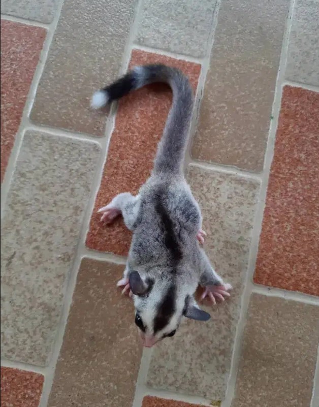 Một chút khác lạ ở đuôi khiến chúng đặc biệt hơn.