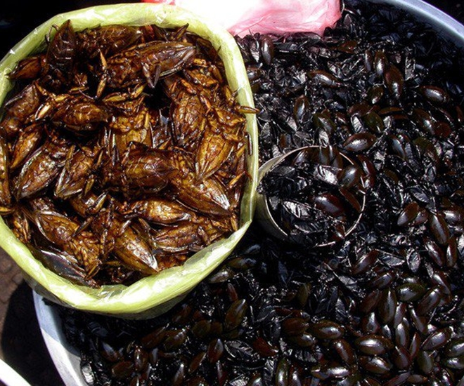 Con cà niễng tuy có vẻ ngoài đáng sợ nhưng lại là món ngon nức tiếng ở Ninh Bình, du khách đến đây đều tìm để thưởng thức