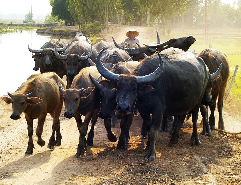 Con Trâu Là Vật Nuôi Cũng Là Một Thành Viên Cùng Gia Đình Cày Cuốc Trong Năm Mới