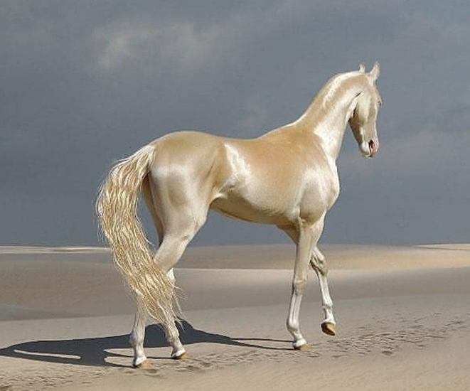 Akhal-Teke được mệnh danh là “hoa hậu” của các loài ngựa