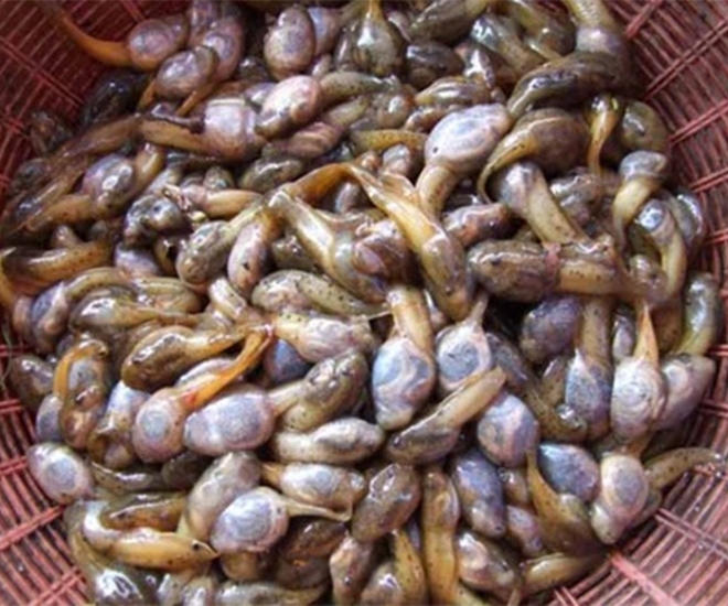 Nòng nọc nhìn ghê nhưng lại là đặc sản bổ dưỡng