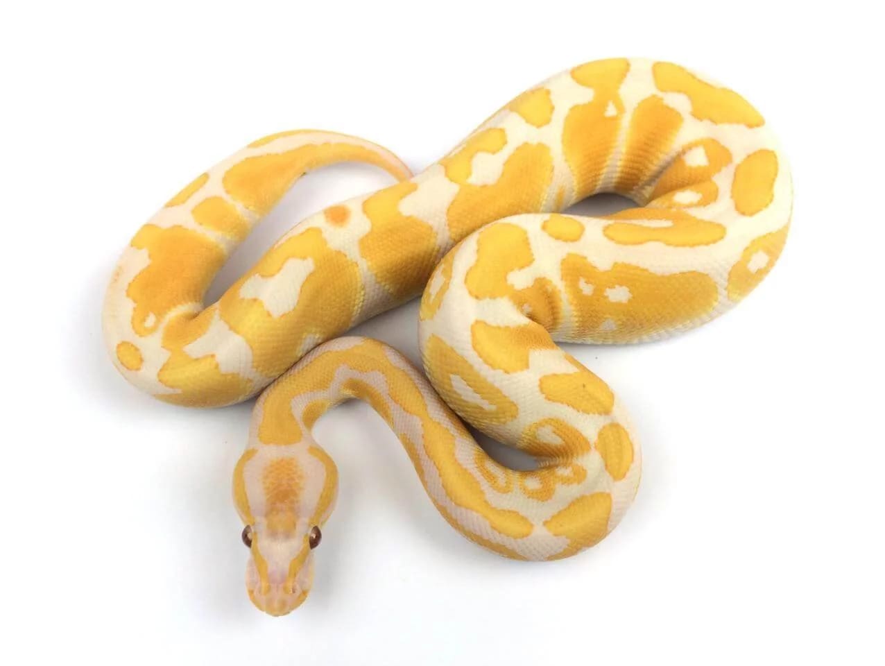 Trăn Lavender Albino