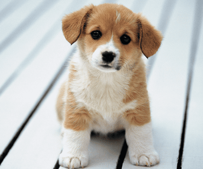 Chó vừa làm bạn vừa là vệ sĩ trung thành