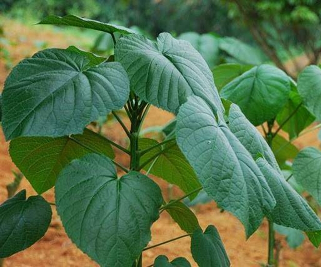 Cây rau tai voi là một loại đặc sản núi rừng 