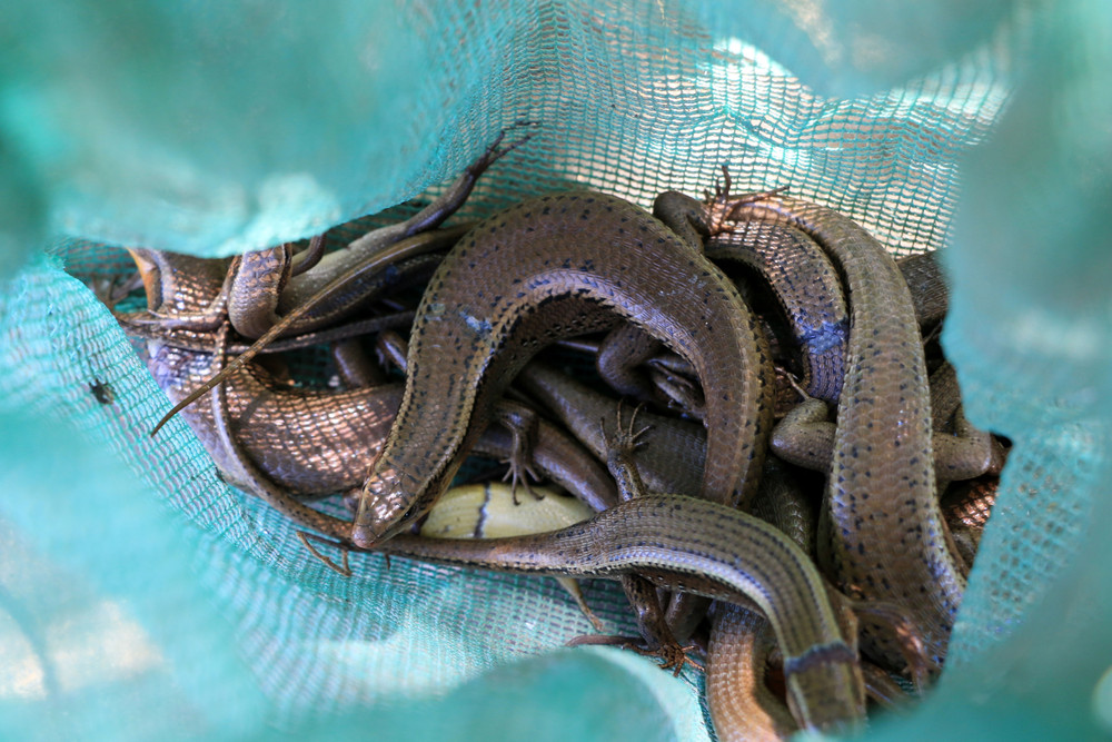 Rắn mối là đặc sản bán với giá cao