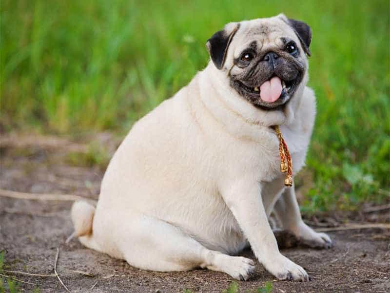 Pug cũng là lựa chọn tuyệt vời