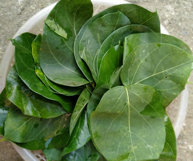 Ở Lai Châu, lá ngón có thể làm thành món ăn hấp dẫn, nhiều người nghe đến tên thì sợ sệt nhưng khi nếm thử đều tấm tắc khen ngon