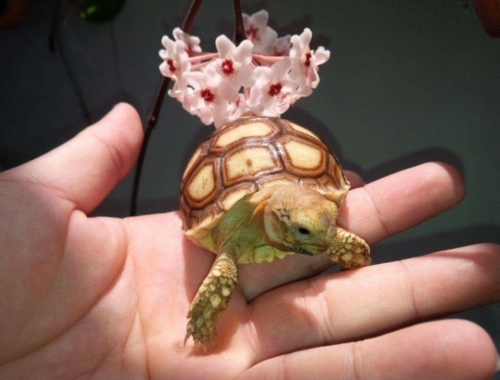 Người sạch sẽ rất thích nuôi rùa