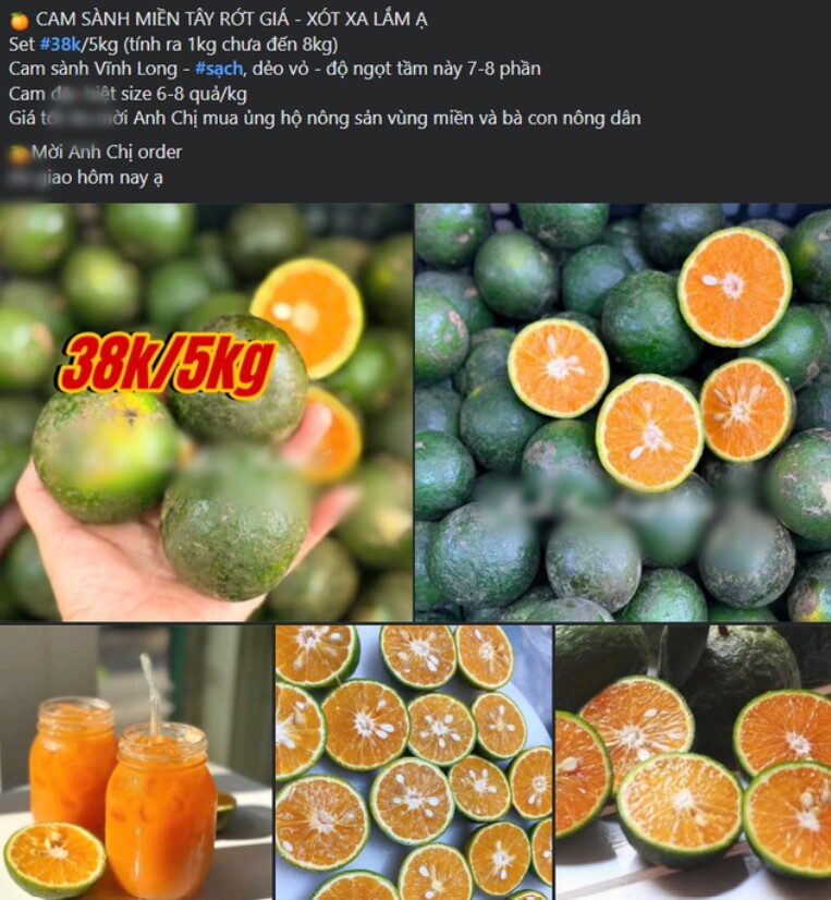 Nhiều năm trở lại đây, giá cam sành xuống rất thấp do nguồn cung trong nước nhiều.