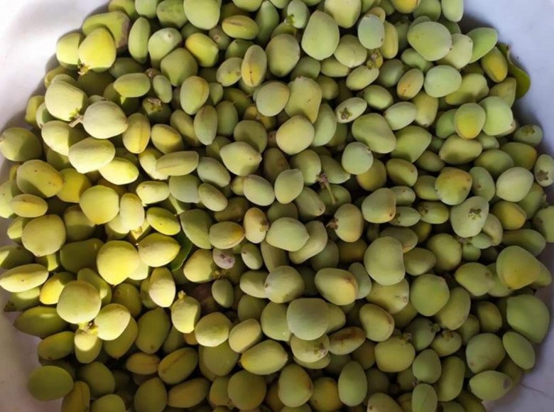 Quả mắm khi thu hoạch trông rất hấp dẫn  