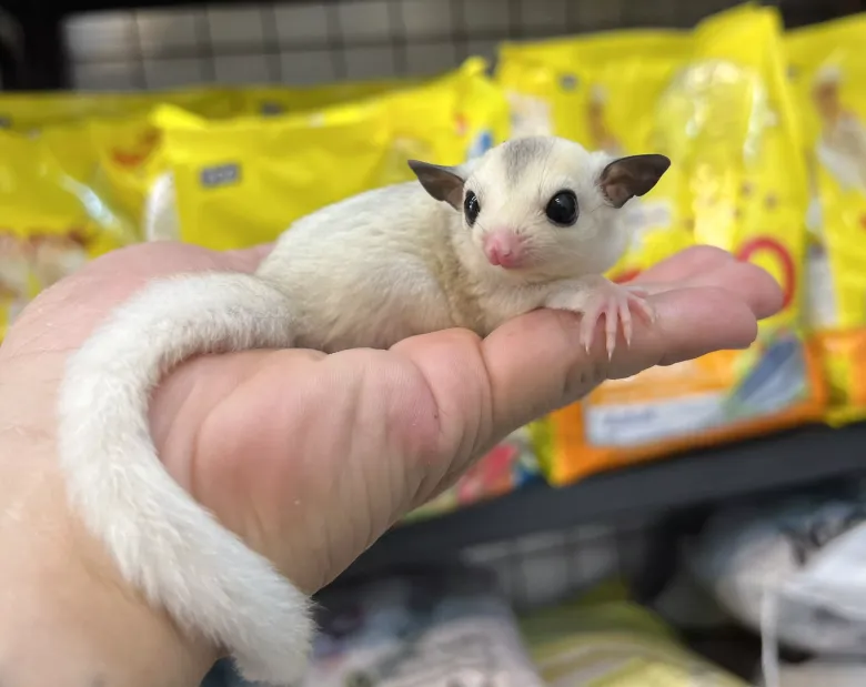 Sóc bay Úc siêu mini