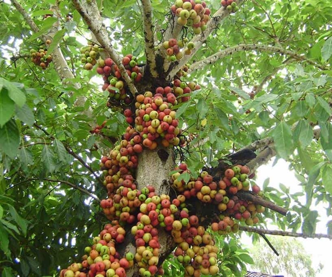 Cây sung vốn có dáng thế đẹp, sai quả, lại mang nhiều ý nghĩa về phong thuỷ
