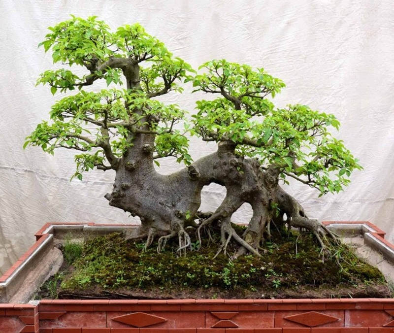 Tuỳ vào dáng thế và kích thước mà cây sung bonsai có những mức giá khác nhau, từ vài trăm đến vài triệu đồng