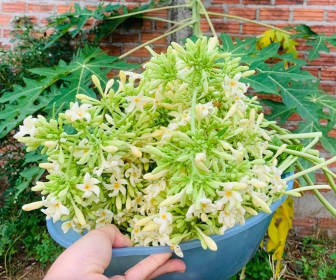 Hoa đu đủ đực được chế biến như một loại rau