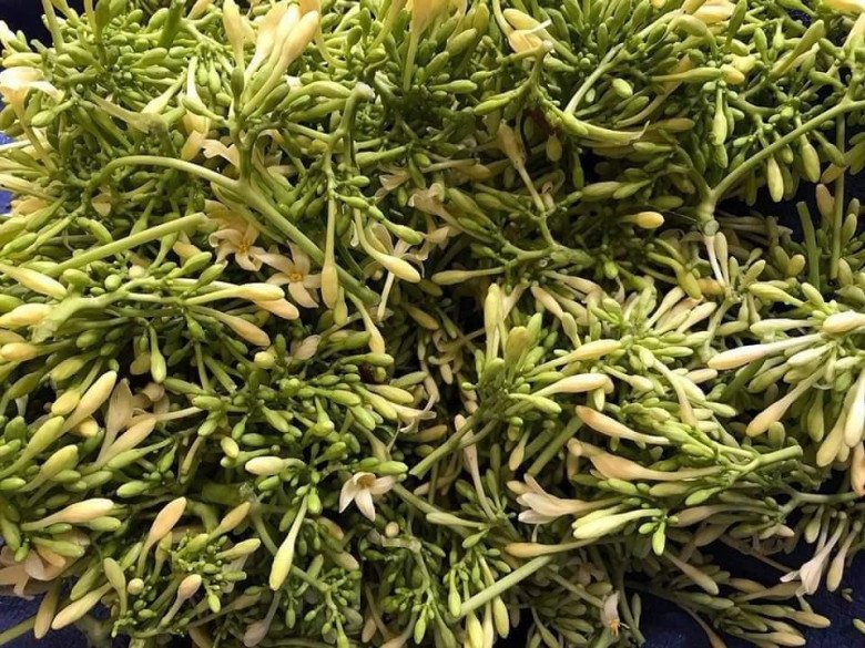 Hoa đu đủ đực còn được coi như một vị thuốc