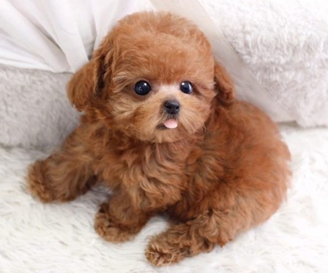 Chú chó Poodle xinh xắn dễ thương