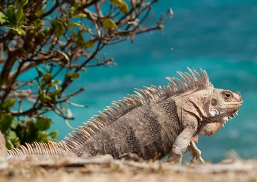 Tobago Iguana