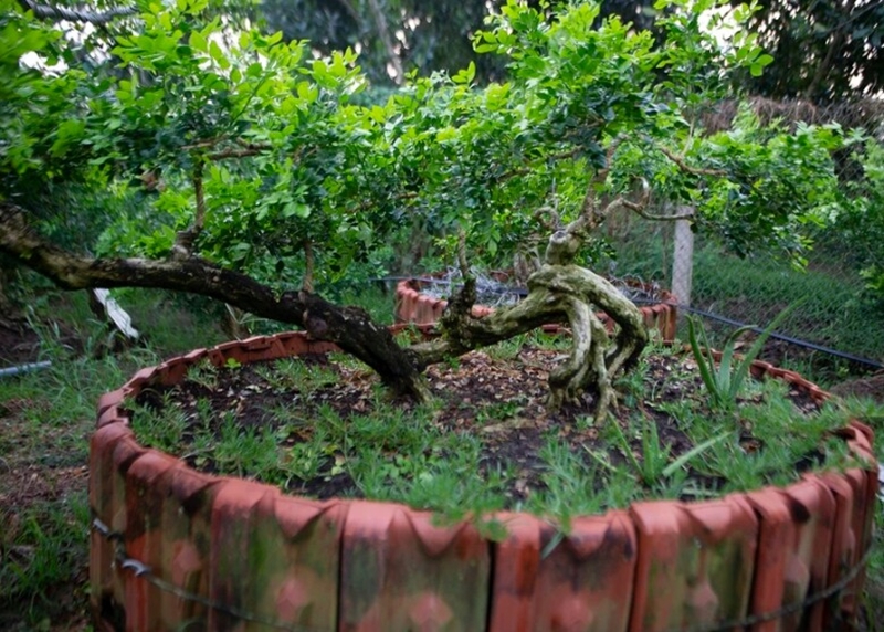 Nguyệt quế bonsai được chăm sóc tỉ mỉ, chu đáo để tạo thành siêu phẩm