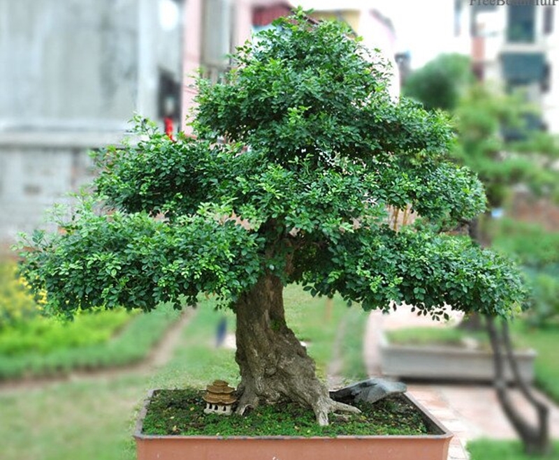 Cây nguyệt quế trở thành tác phẩm bonsai có giá trị cao