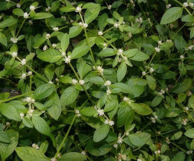 Rau dệu mọc hoang ở các miền quê, có vị thanh mát