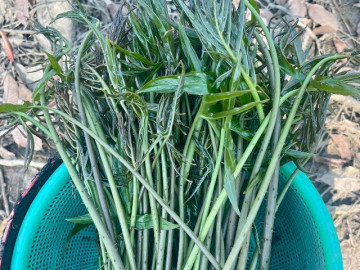 Đặc sản "trời cho" ở TPHCM không cần chăm vẫn lớn, ăn giòn sần sật