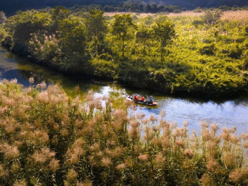 Tràng An Say Đắm Lòng Người Mùa Lau Sậy Trổ Bông