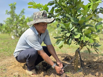 Biến đất sỏi đá thành vùng quả ngọt, nông dân Hrê cùng nhau thoát nghèo