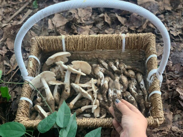 Lifestyle - Đặc sản Vĩnh Long mọc từ ổ mối, mỗi năm chỉ có một mùa, có tiền cũng khó mua