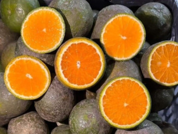 Sức khỏe - Một loại cam Việt giúp tăng đề kháng đang bán đầy chợ giá chỉ vài nghìn đồng/kg