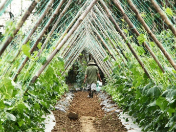 Những luống rau hồi sinh giữa vùng "rốn lũ"