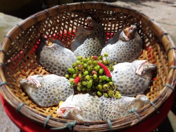 Sản vật "trời ban" ở miền Tây ăn ngọt thịt, nấu canh hay kho đều tốn cơm