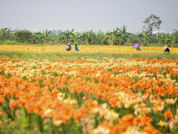 Ngỡ ngàng cánh đồng hoa ly bên sông Kinh Thầy