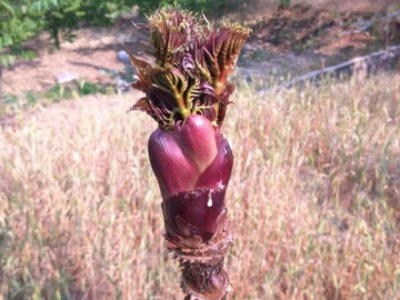 Thứ rau dại ở Việt Nam lại được xếp là “cao lương mỹ vị số 1 thế giới”, chế biến đơn giản cũng có món ngon bổ dưỡng