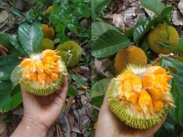 Loại quả xưa chín rụng không ai ngó ngàng, giờ thành đặc sản nổi tiếng ở thành phố, vị chua ngọt hấp dẫn