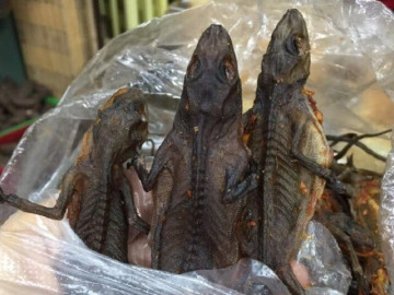 Lộc Trời Ở Núi Bà Đen Bò Ra Từ Trong Hang Đá, Dân Bắt Về Phơi Khô Thành Đặc Sản, Giá 1,5 Triệu Đồng/Kg Vẫn Khó Mua